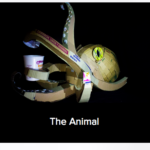 19. Oscar Daniel Matildes Ortega – The animal