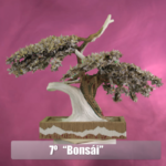 7. Beatriz Ramirez Avila – Bonsái
