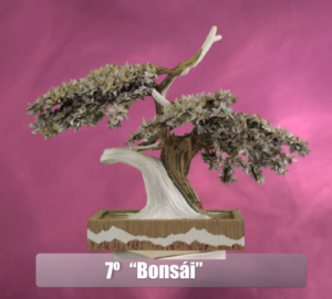 7. Beatriz Ramirez Avila – Bonsái